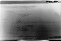 Live Termites Thumbnail